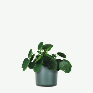 The water vine, full of fragrance,