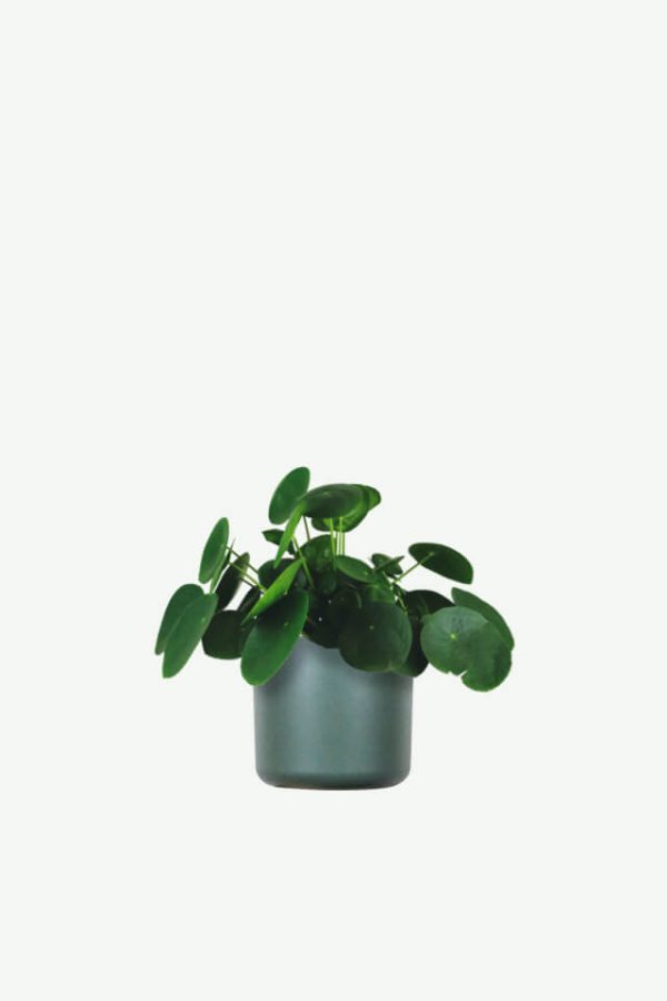 The water vine, full of fragrance,