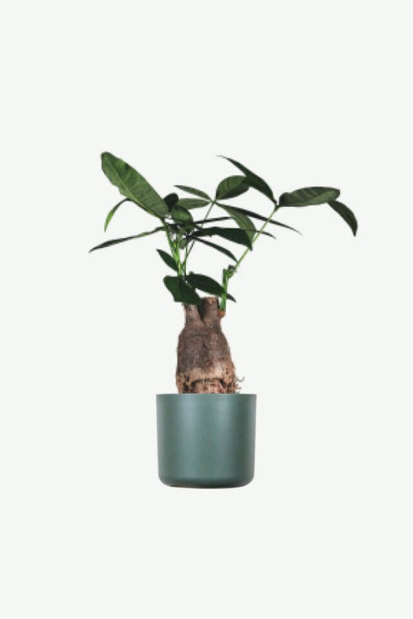 The strong tree on the edge of the cliff needs to be customized. The physical object may be slightly different from the picture, so confirm before delivery.