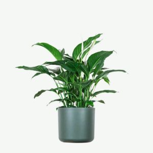 Mini spring tree, rare quality, not cultivated.