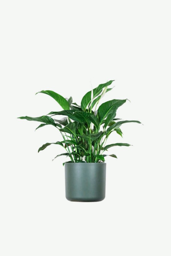 Mini spring tree, rare quality, not cultivated.