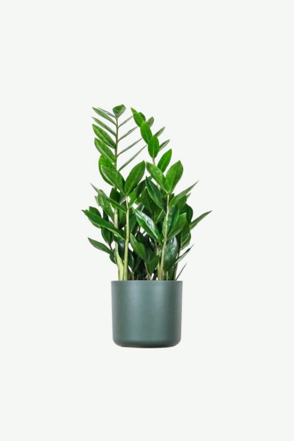 Alpine mini willow saplings, not shipped in summer, easy to wilt