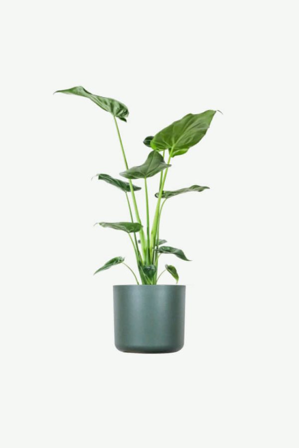 Nature oxygen bar cultivation, (custom products, delivery date uncertain)