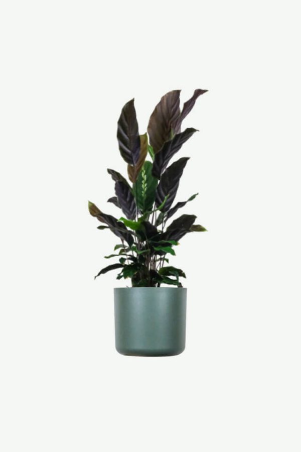 Purple Loulan panicle seedlings, customized