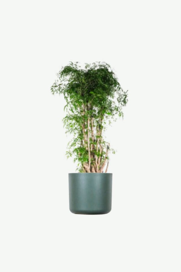 Bamboo on the cliff, long, tabletop potted, need to customize