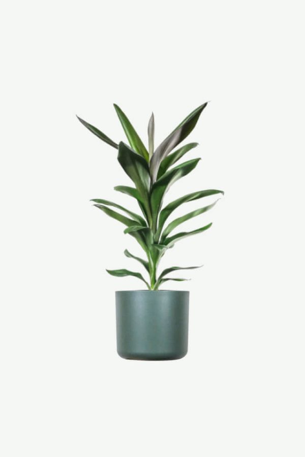 Single orchid seedling, alpine pick, customized, delivery date uncertain
