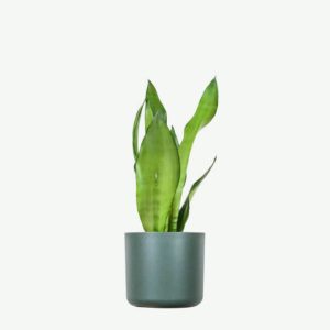 Rare Mountain Orchid (customized)