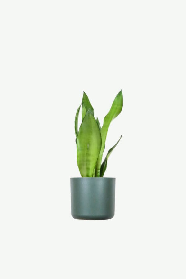 Rare Mountain Orchid (customized)