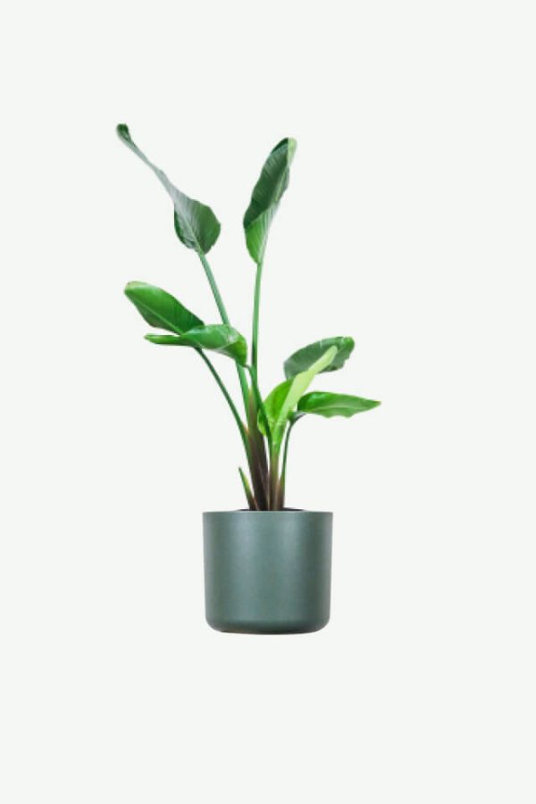 Natural lake water Guerlain seedlings, winter out of stock, need to be customized.