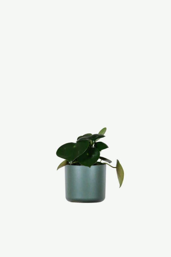 Forest natural water vine, customized, delivery date uncertain