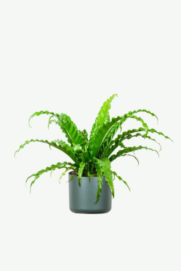 Wellhead change repellent grass, unique fragrance, advanced, customized