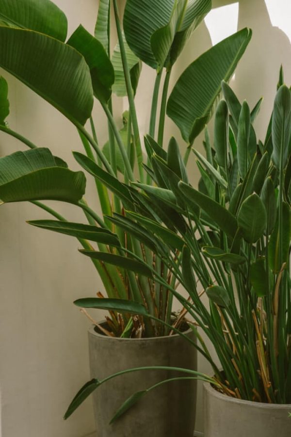 Mini spring tree, rare quality, not cultivated. - 图片 2