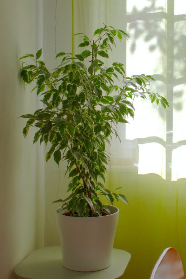 Bamboo on the cliff, long, tabletop potted, need to customize - 图片 2