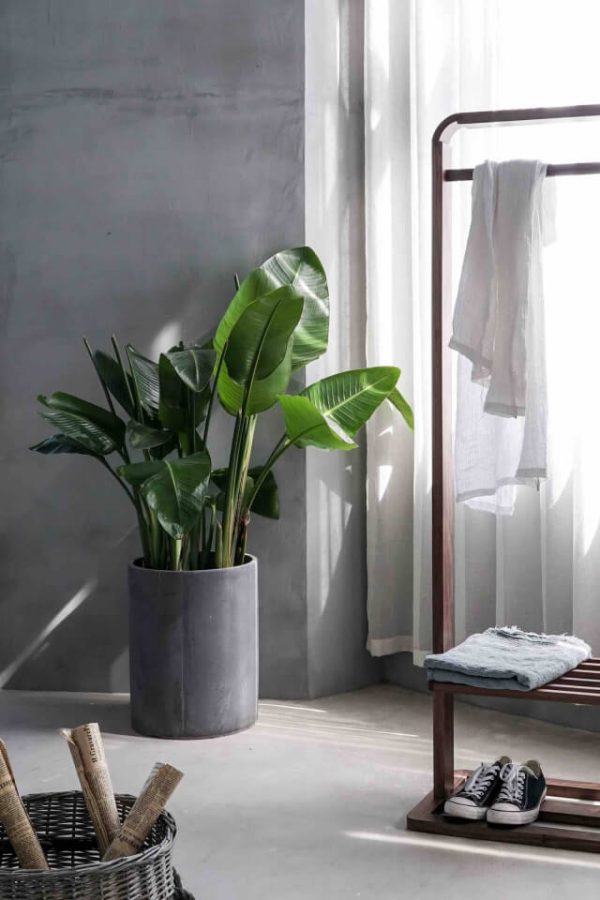 Natural lake water Guerlain seedlings, winter out of stock, need to be customized. - 图片 2