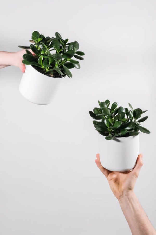 Drought-resistant succulent seedlings. A lazy man potted. - 图片 2