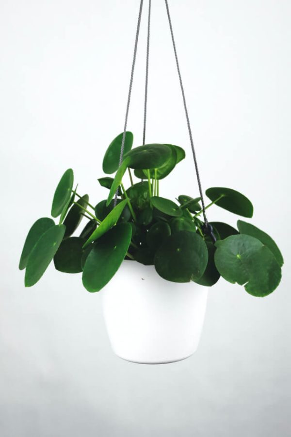 The water vine, full of fragrance, - 图片 2