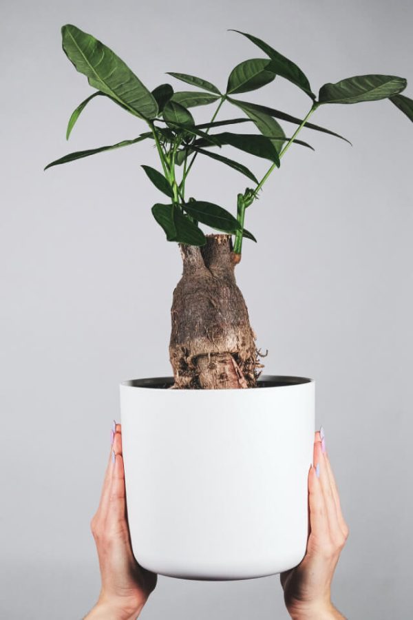 The strong tree on the edge of the cliff needs to be customized. The physical object may be slightly different from the picture, so confirm before delivery. - 图片 2