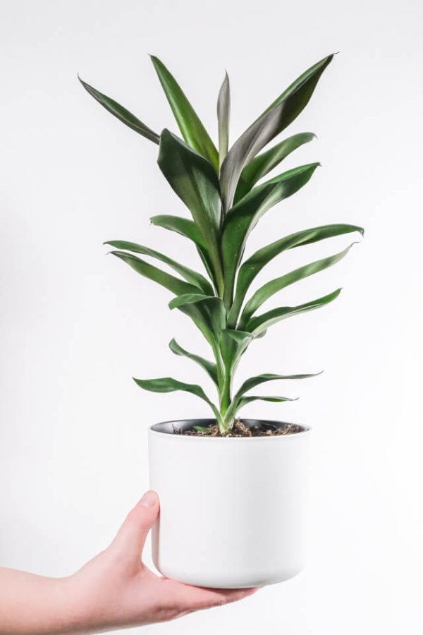 Single orchid seedling, alpine pick, customized, delivery date uncertain - 图片 2