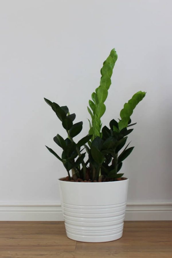 Alpine mini willow saplings, not shipped in summer, easy to wilt - 图片 2