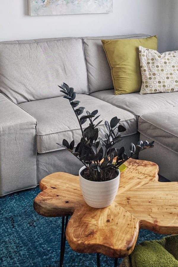 Purple Loulan panicle seedlings, customized - 图片 2