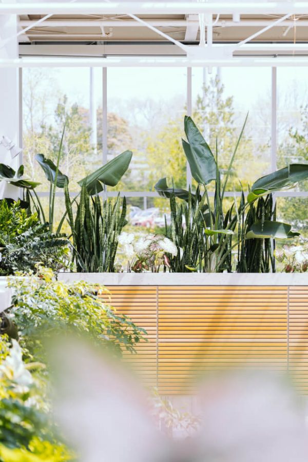 Nature oxygen bar cultivation, (custom products, delivery date uncertain) - 图片 2