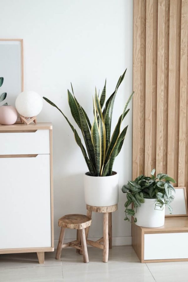 Rare Mountain Orchid (customized) - 图片 2